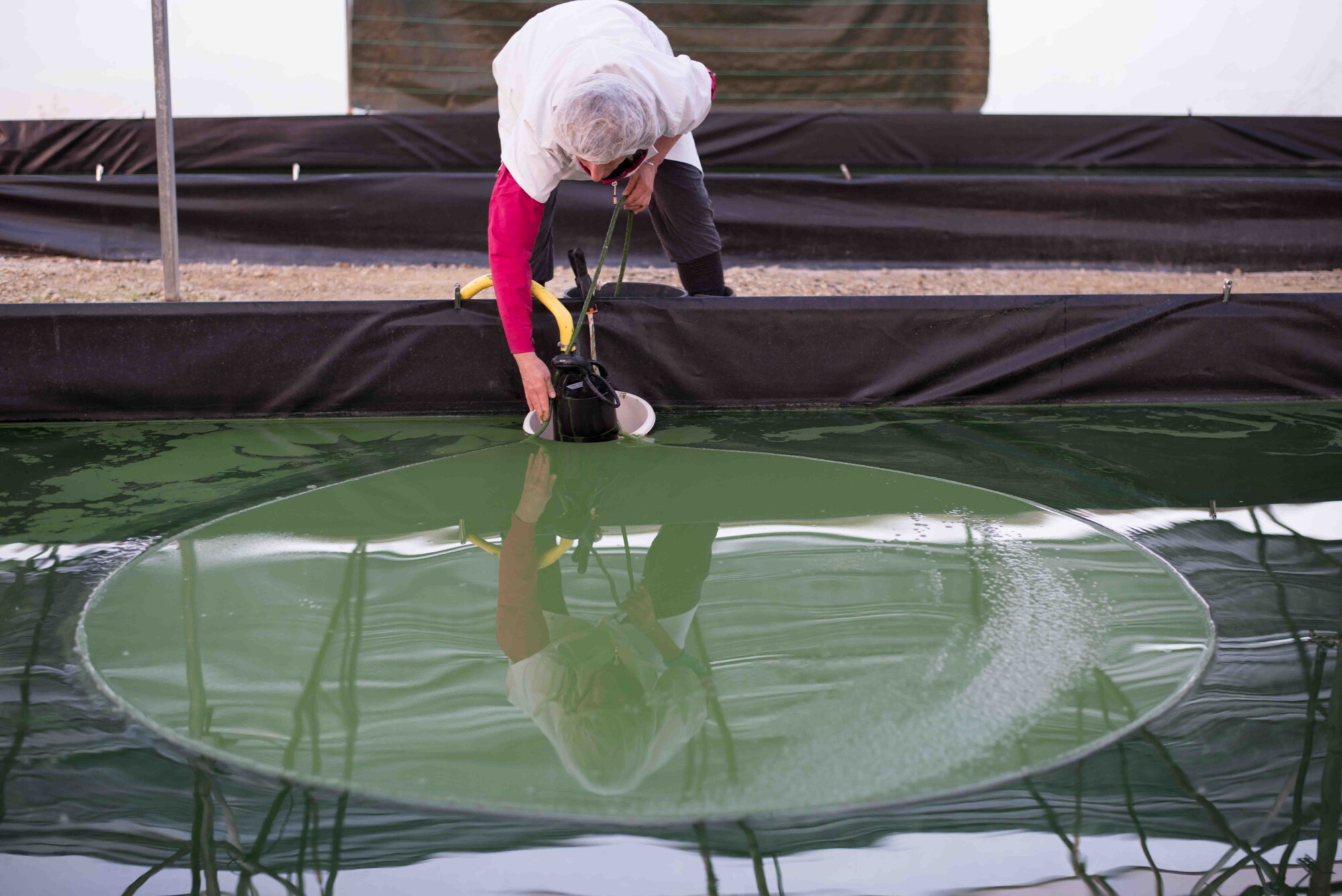 Laurence boxberger en train de récolter la spiruline