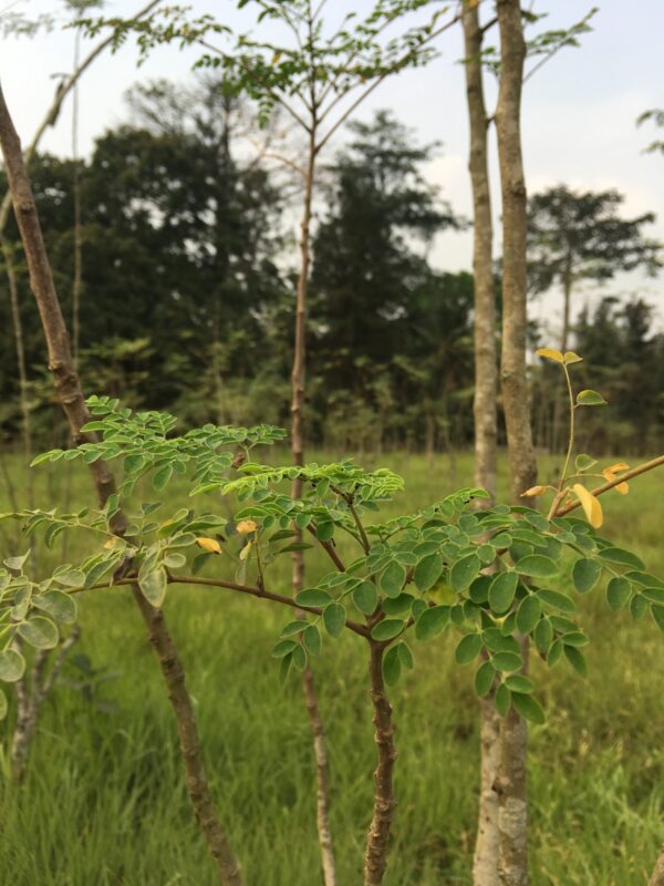 Moringa Ferme de la Mé 2019