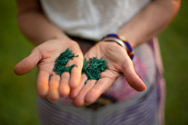 Spiruline des Frangines