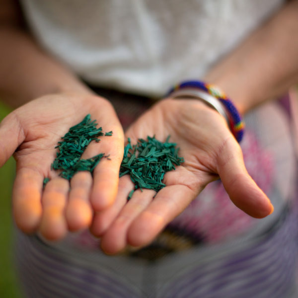 Spiruline des Frangines