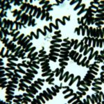 La spiruline au microscope