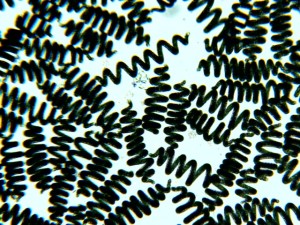 La spiruline au microscope