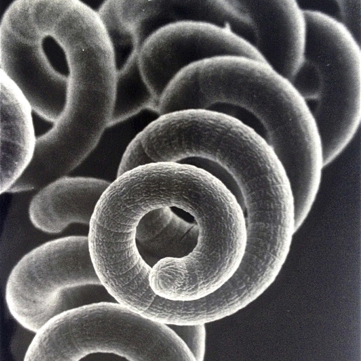 La spiruline au microscope La spiruline au microscope