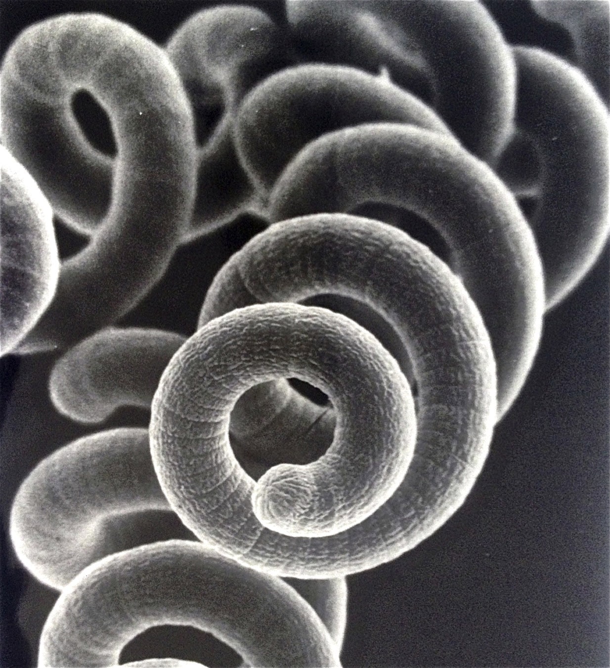 La spiruline au microscope