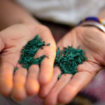 La spiruline détox